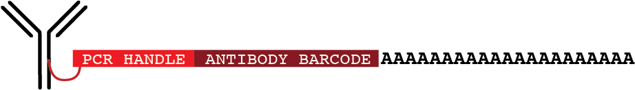 CITE-Seq