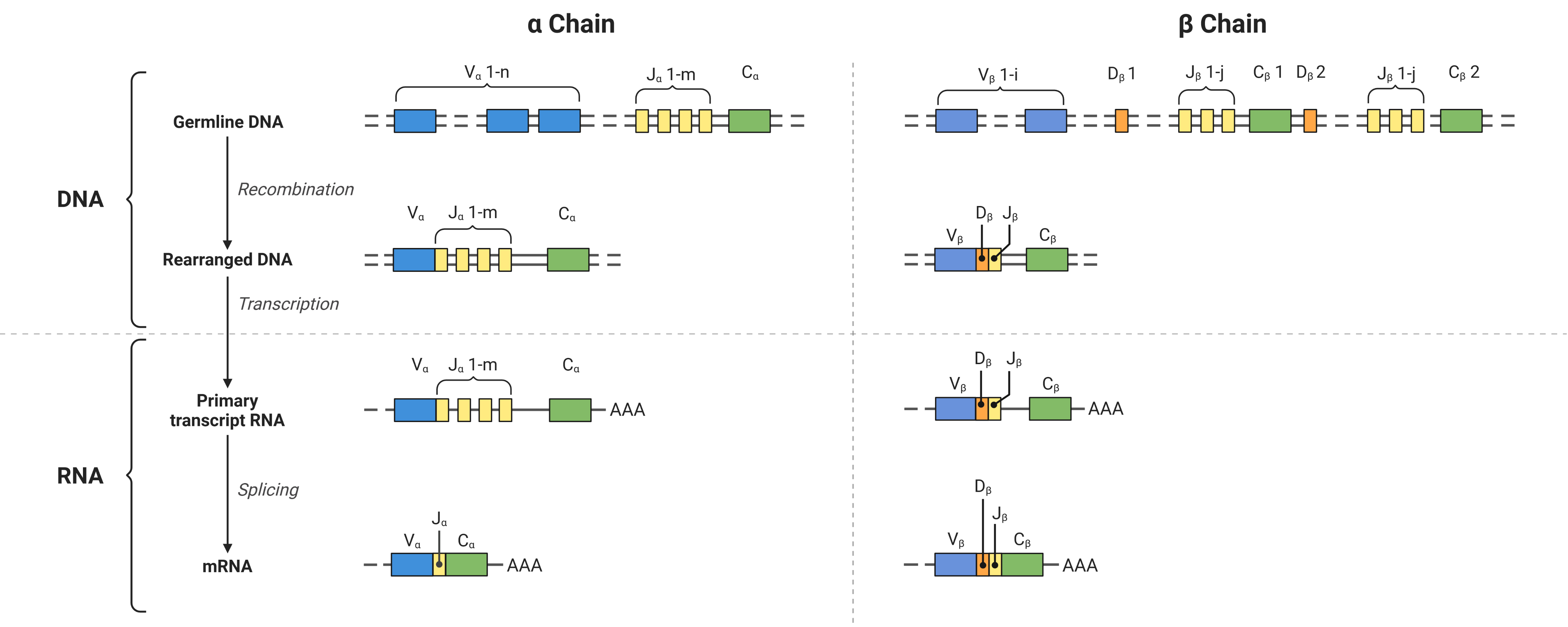 VDJ recombination