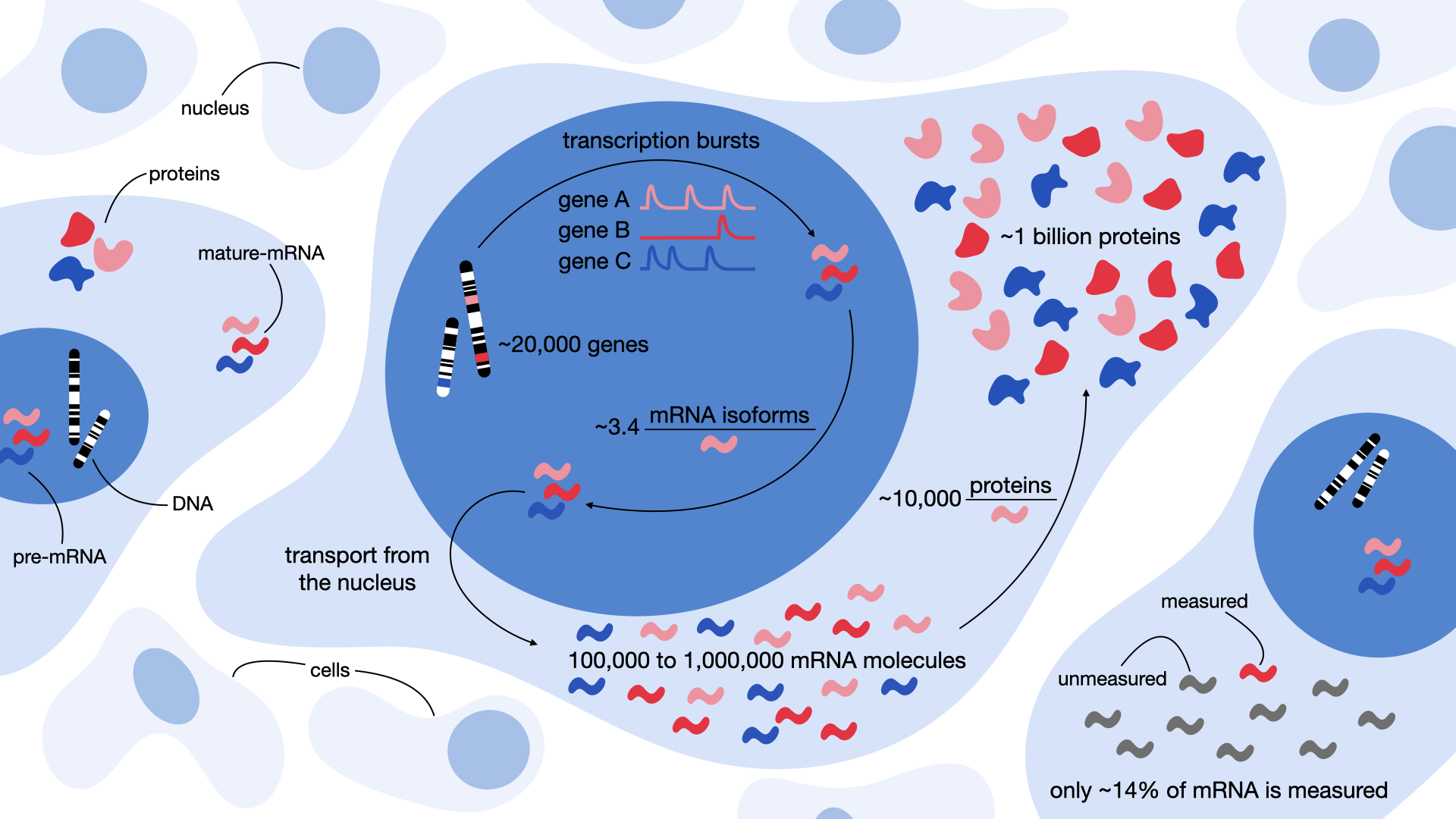 Quantifying gene expression from transcriptional bursts to protein production